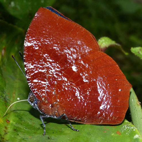 Laura's Leafwing