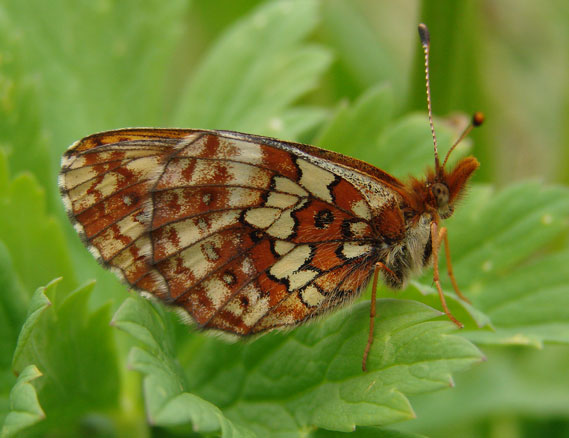 Relict Fritillary