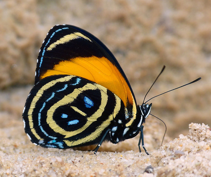 Callicore excelsior, Ecuador butterflies