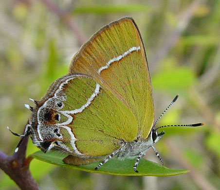 Xami Hairstreak