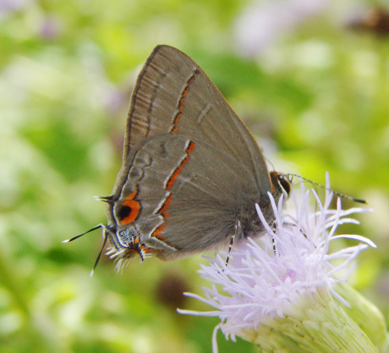 Ruddy Hairstreak