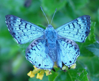 Blue Metalmark