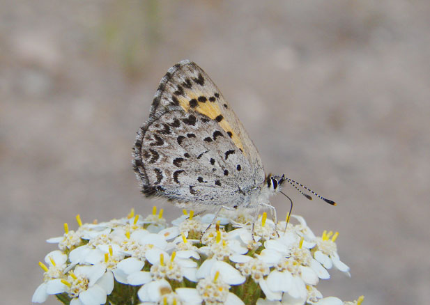 Mariposa Copper