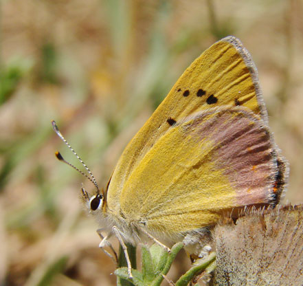 Lilac-bordered Copper