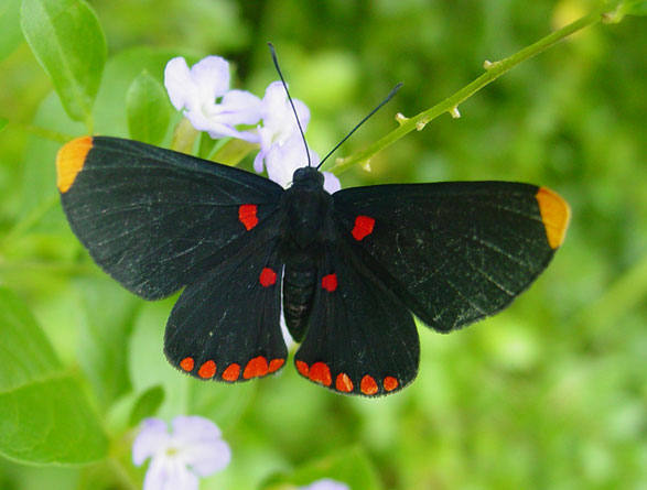 Red-bordered Pixie