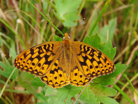 Zerene Fritillary