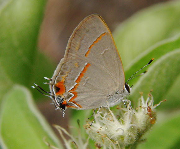 Orange-crescent Groundstreak