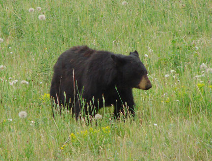 black bear