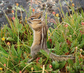 yellow-pine chipmunk