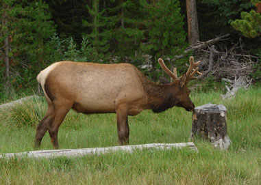 elk