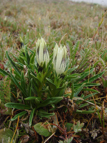 arctic gentian