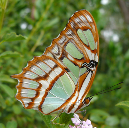 Malachite