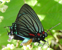 Black-veined Greatstreak male