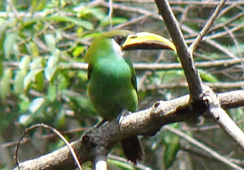 Emerald Toucanet